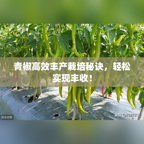 青椒高效豐產(chǎn)栽培秘訣，輕松實(shí)現(xiàn)豐收！