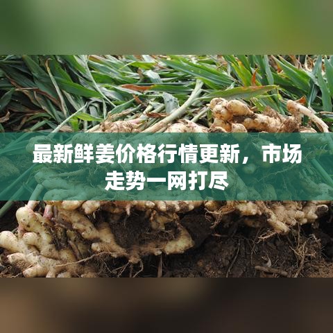 最新鮮姜價(jià)格行情更新，市場(chǎng)走勢(shì)一網(wǎng)打盡