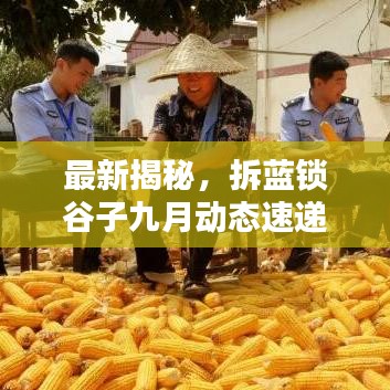 最新揭秘，拆藍(lán)鎖谷子九月動(dòng)態(tài)速遞