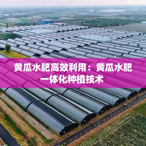 黃瓜水肥高效利用：黃瓜水肥一體化種植技術 