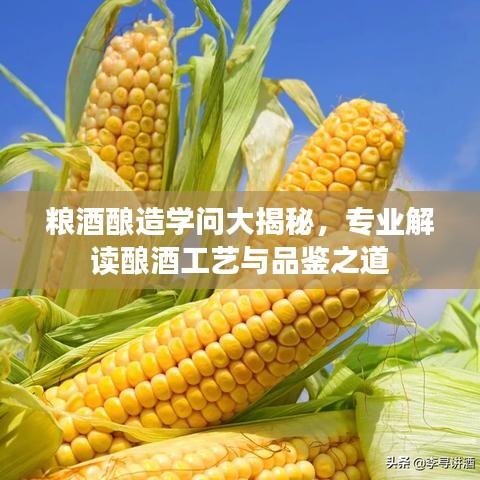 糧酒釀造學(xué)問大揭秘，專業(yè)解讀釀酒工藝與品鑒之道