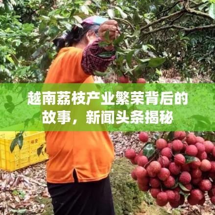 越南荔枝產(chǎn)業(yè)繁榮背后的故事，新聞?lì)^條揭秘