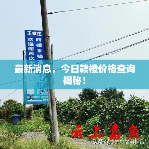 最新消息，今日贛橙價格查詢揭秘！