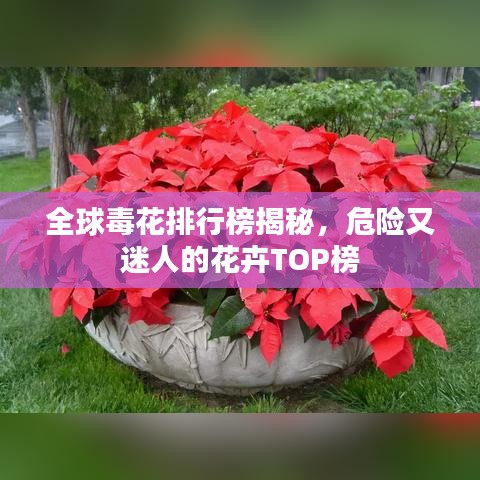 全球毒花排行榜揭秘，危險又迷人的花卉TOP榜