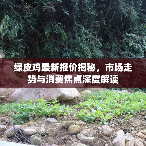 綠皮雞最新報價揭秘，市場走勢與消費焦點深度解讀