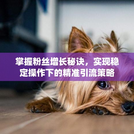 掌握粉絲增長(zhǎng)秘訣，實(shí)現(xiàn)穩(wěn)定操作下的精準(zhǔn)引流策略