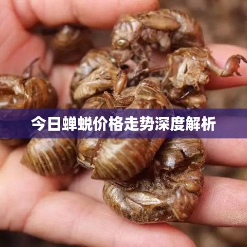 今日蟬蛻價(jià)格走勢深度解析