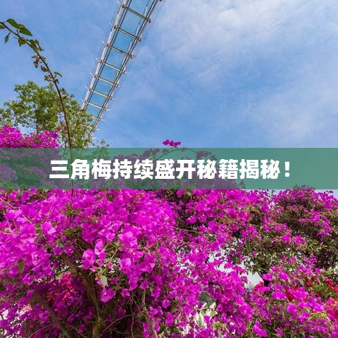 三角梅持續(xù)盛開(kāi)秘籍揭秘！
