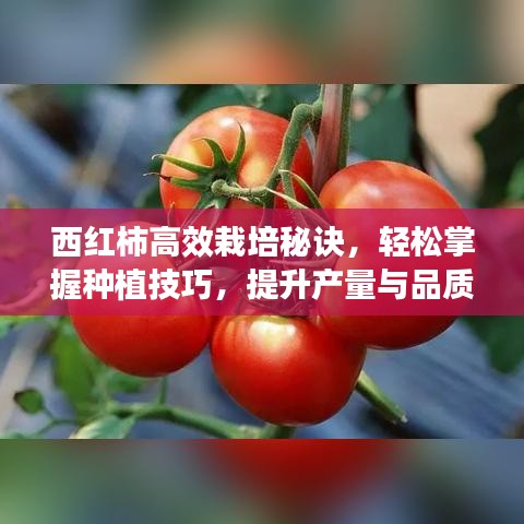 西紅柿高效栽培秘訣，輕松掌握種植技巧，提升產(chǎn)量與品質！
