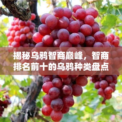 揭秘烏鴉智商巔峰，智商排名前十的烏鴉種類盤點(diǎn)！