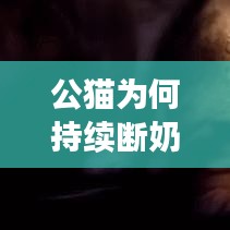 公貓為何持續(xù)斷奶？原因、后果及解決方法大解析！