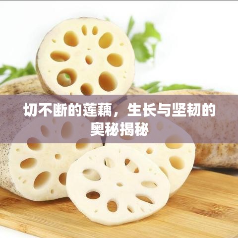 切不斷的蓮藕，生長與堅韌的奧秘揭秘