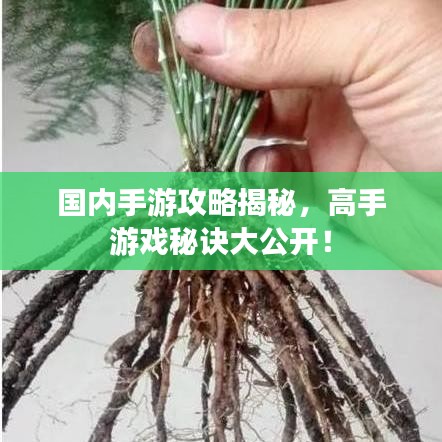 國內(nèi)手游攻略揭秘，高手游戲秘訣大公開！