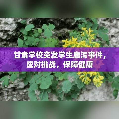 甘肅學(xué)校突發(fā)學(xué)生腹瀉事件，應(yīng)對(duì)挑戰(zhàn)，保障健康