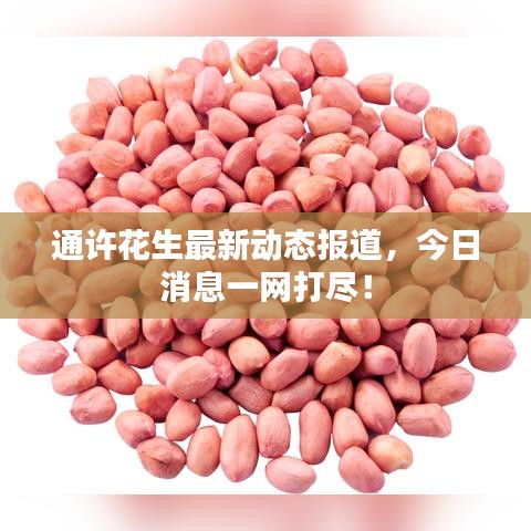 通許花生最新動(dòng)態(tài)報(bào)道，今日消息一網(wǎng)打盡！