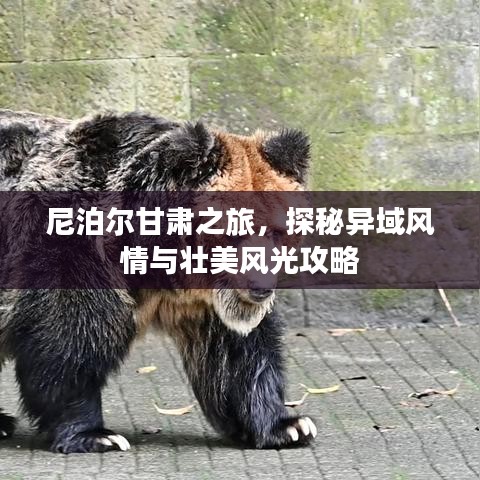 尼泊爾甘肅之旅，探秘異域風(fēng)情與壯美風(fēng)光攻略