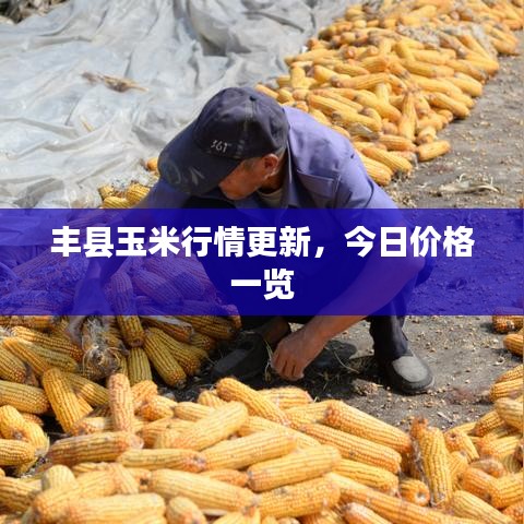 豐縣玉米行情更新，今日價格一覽