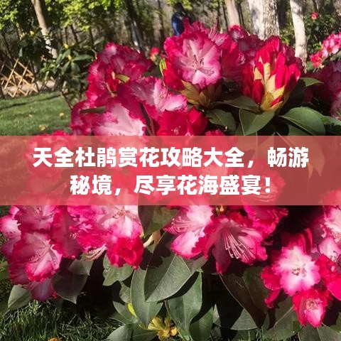 天全杜鵑賞花攻略大全，暢游秘境，盡享花海盛宴！
