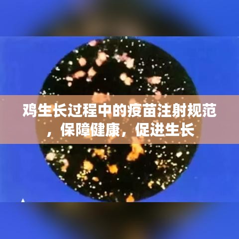 雞生長(zhǎng)過(guò)程中的疫苗注射規(guī)范，保障健康，促進(jìn)生長(zhǎng)