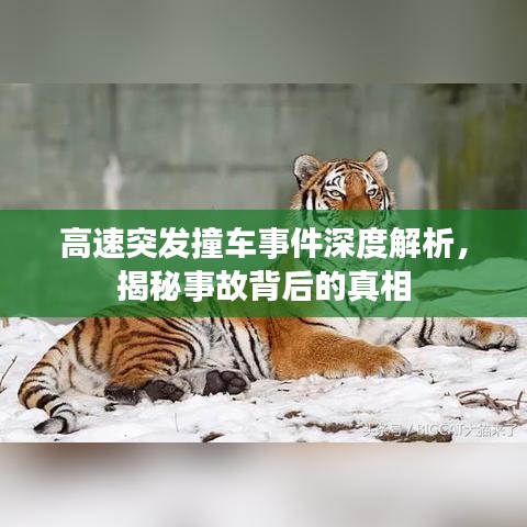 高速突發(fā)撞車事件深度解析，揭秘事故背后的真相