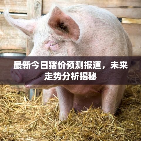 最新今日豬價預測報道，未來走勢分析揭秘