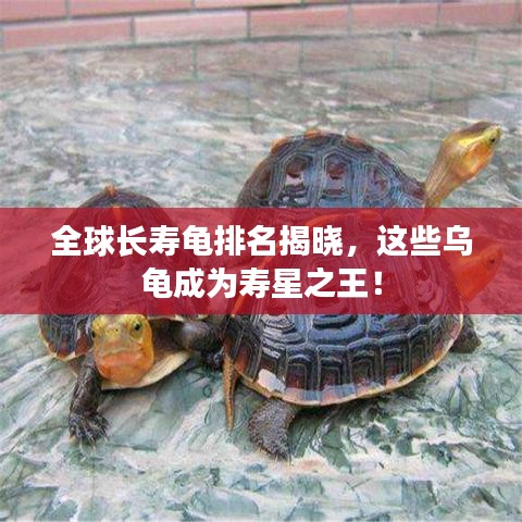 全球長壽龜排名揭曉，這些烏龜成為壽星之王！