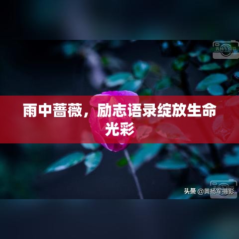 雨中薔薇，勵(lì)志語錄綻放生命光彩