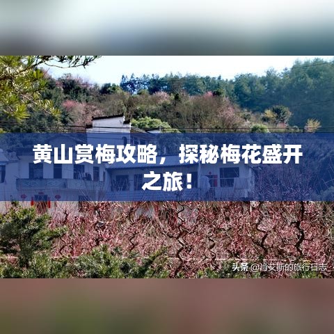 黃山賞梅攻略，探秘梅花盛開(kāi)之旅！