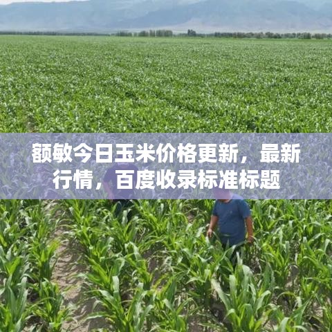 額敏今日玉米價(jià)格更新，最新行情，百度收錄標(biāo)準(zhǔn)標(biāo)題