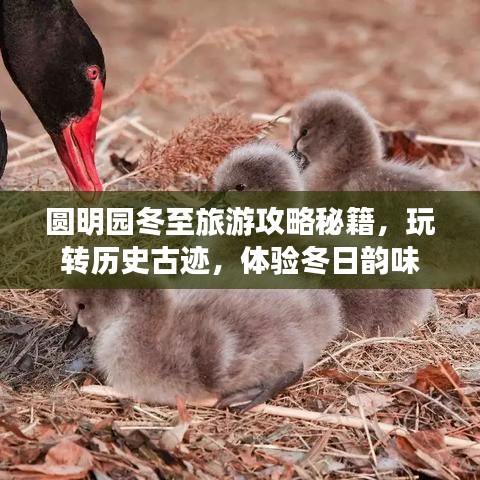 圓明園冬至旅游攻略秘籍，玩轉(zhuǎn)歷史古跡，體驗冬日韻味