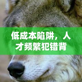 低成本陷阱，人才頻繁犯錯背后的原因揭秘