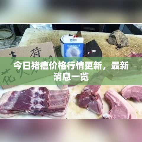 今日豬瘟價格行情更新，最新消息一覽