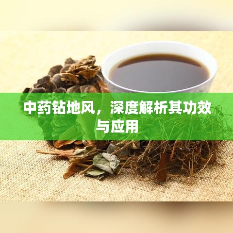 中藥鉆地風(fēng)，深度解析其功效與應(yīng)用