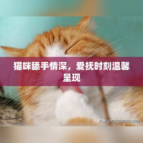 貓咪舔手情深，愛撫時(shí)刻溫馨呈現(xiàn)