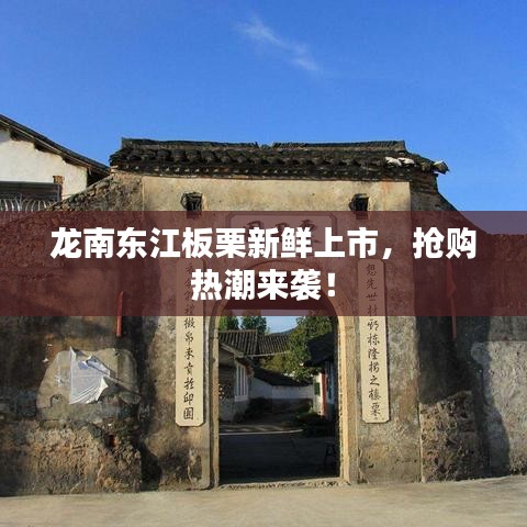 龍南東江板栗新鮮上市，搶購熱潮來襲！