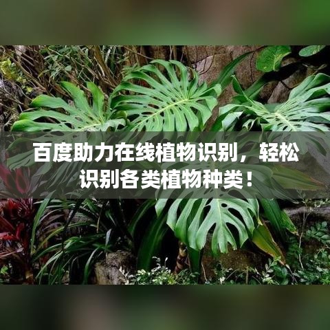 百度助力在線植物識(shí)別，輕松識(shí)別各類植物種類！
