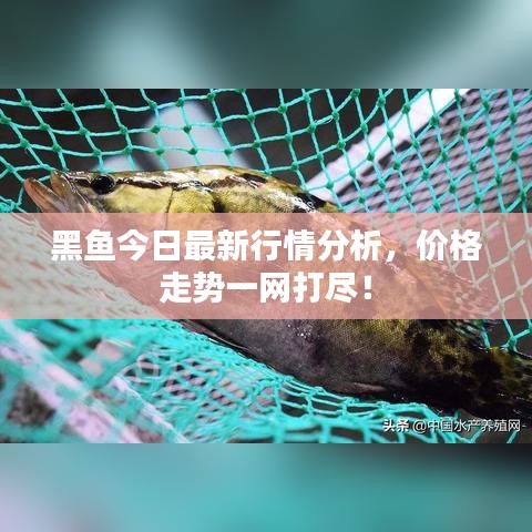 黑魚今日最新行情分析，價(jià)格走勢一網(wǎng)打盡！