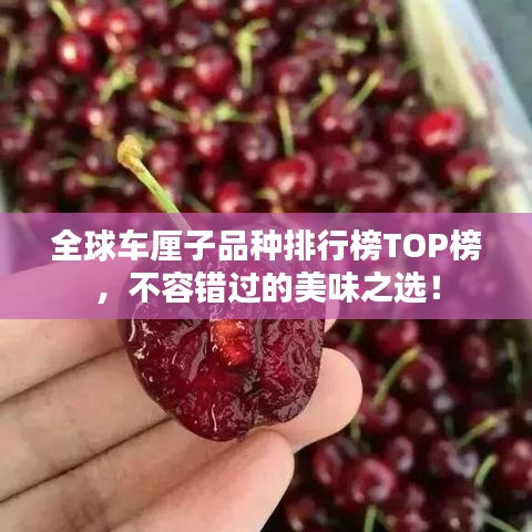 全球車?yán)遄悠贩N排行榜TOP榜，不容錯(cuò)過的美味之選！