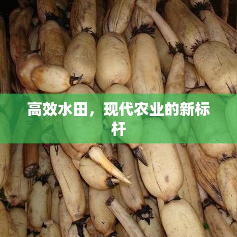 高效水田，現(xiàn)代農(nóng)業(yè)的新標(biāo)桿