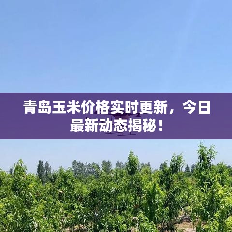 青島玉米價(jià)格實(shí)時(shí)更新，今日最新動(dòng)態(tài)揭秘！
